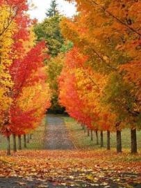 Fall Trees & leaves