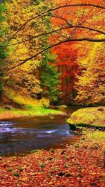 Gorgeous fall scene