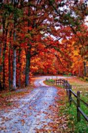 Fall trees line a lane