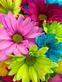 Colored daisies
