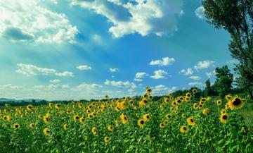 Summertime